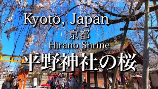 The Beautiful Cherry Blossoms at Hirano Shrine in Kyoto Japan 4K [upl. by Bauske]