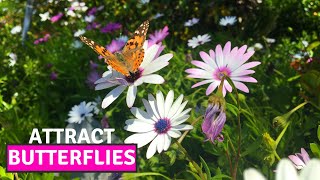 How to Collect the Seeds of Osteospermum African Daisy  Easiest Way to Propagate BirdofParadise [upl. by Eesac736]