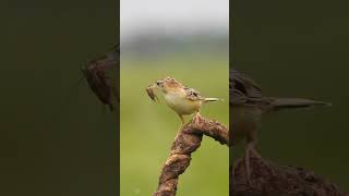 Zitting cisticola Nalsarovar birds sanctuary [upl. by Aicilif483]