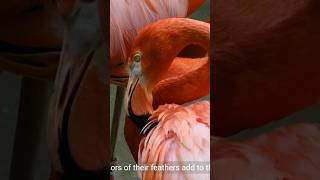 Flamingos Dancing [upl. by Root34]