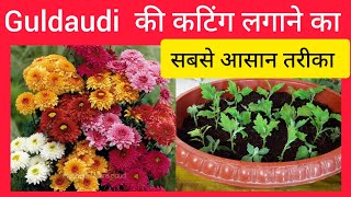 Guldaudi कैसे उगाएHow to grow Guldaudi from cutting। [upl. by Llerreg]