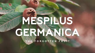 Mespilus germanica  The forgotten open arse fruit [upl. by Mae592]