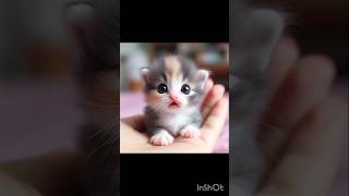 Kitten shocked because of 😲💝💕 [upl. by Kirstin]