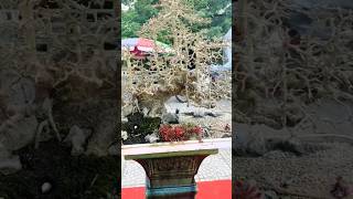 Beautiful Bonsai Works🌳🌲💥530shorts shortsvideo beautifulbonsai art khuebonsai🥰❤️ [upl. by Selohcin]