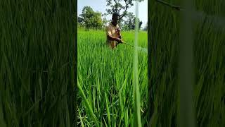 farmer kitnashak angar krishi [upl. by Ytteb469]