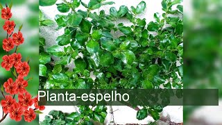 Plantaespelho  Coprosma repens [upl. by Htebazileyram]