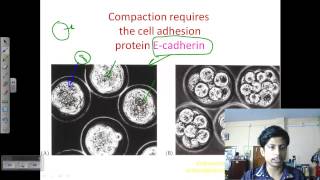 Blastulation and gastrulation  Developmental biology lecture [upl. by Huan]