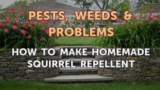 How to Make Homemade Squirrel Repellent [upl. by Oilegor]