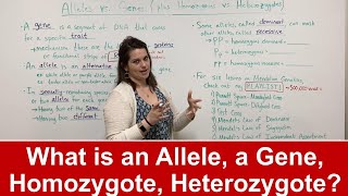 Alleles vs Genes What is an allele Plus HOMOZYGOTE vs HETEROZYGOTE [upl. by Onihc]