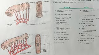 Jejunum and ileum  Differences  med tutorials [upl. by Asilrak]