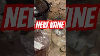 Siphoning Wine organicwine homemadewine [upl. by Asilrak]