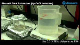 Plasmid DNA Extraction CsCI Isolation [upl. by Mace98]