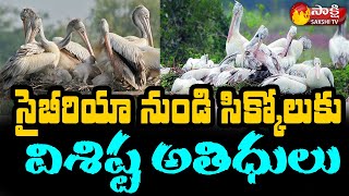 Telineelapuram Bird Sanctuary  Srikakulam  Sakshi TV [upl. by Danyette340]