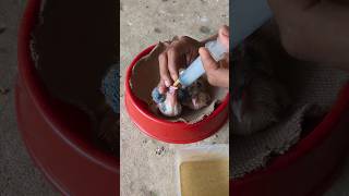 Kabutar baby feeding ❤️🕊️ pigeon kabutar shorts [upl. by Itra]