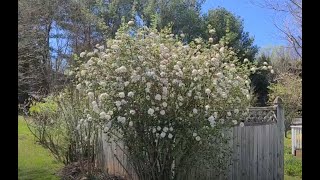 Pruning Burkwood Viburnum Heavily  Fall 2022 [upl. by Suehtomit]