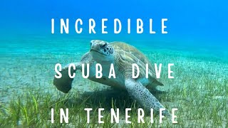 SCUBA DIVE IN TENERIFE  TURTLE STINGRAY SCHOOL FISH [upl. by Alikam]