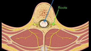 Spinal nerves [upl. by Papageno]