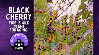 Black Cherry  Edible Wild Plant Foraging  Harvesting Cherries [upl. by Yllrebmik258]