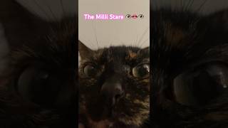 Milli Is A Starer 🐈‍⬛👁️👄👁️ catshorts catvideos catlover cat shortsfeed shorts torty [upl. by Erminia599]