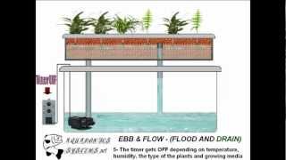 Hydroponics Flood and Drain System [upl. by Eelannej287]