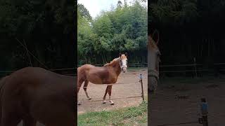 JE CROIS QUELLE A FAIM 😂abonnezvous horse new equitation cavalier paisible faim song love [upl. by Eciuqram]