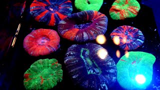 FEEDING INSANE COLORFUL SCOLY CORALS  Timelapse HD [upl. by Euqinotna]