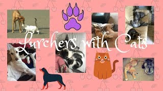 Lurchers with cats [upl. by Agemo]