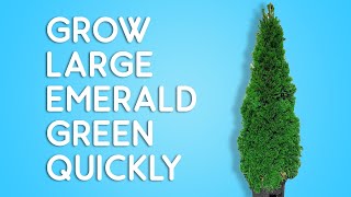 How to grow TALL emerald green arborvitae fast and easy [upl. by Enrobialc816]