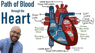 Path of Blood Flow through the Heart  Step by step through every chamber valve and major vessel [upl. by Ecinnaj623]