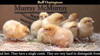 Buff Orpington Chicks [upl. by Beore]