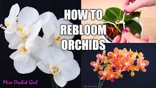 Orchid Care for Beginners  How to make Phalaenopsis Orchids rebloom  Spot amp shape flower spikes [upl. by Adnawad]