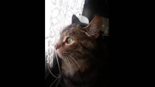 le chat qui pleure [upl. by Emalia]