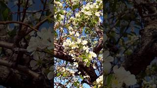 Pear tree and blossom chill music lyrics viralvideo farming flowers viralshort love nature [upl. by Lerej934]