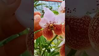 Beautiful Vanda Sanderiana  Waling  Waling [upl. by Sezen]