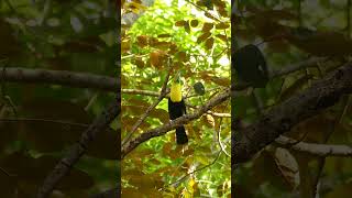 Keel Billed Toucan calling for mates keel toco toucan bird mate call nature wildlife HA86233 [upl. by Ocinom]