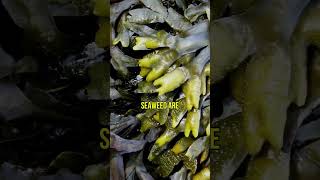 Common Eelgrass vs Seaweed Understanding the Differences [upl. by Noyrb]