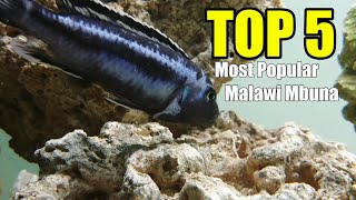 African Cichlids Top 5 Most Popular Malawi Mbuna [upl. by Zug]