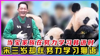 当宝家族熊宝们在努力学习韩语时，宋三岁却在努力学习猫语，真是小刀拉屁股开天眼了，自福宝离开之后，宋三岁便时不时发作，他的行为不仅是人类看不懂，就连熊猫也看不明白。这不今天又开始了一番骚操作， [upl. by Aieka228]