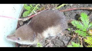 Interesting Facts about Shrew [upl. by Nicolas872]