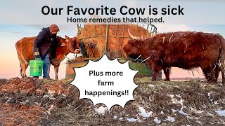 Our Favorite Cow Got Sick Home Remedies that Helped [upl. by Ahsieka]