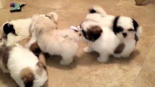 My Mal Shi Maltese and Shih Tzu Mix and Shih Tzu puppies playing like crazy [upl. by Liesa684]