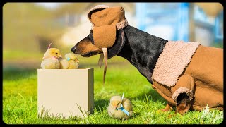 Are you ducklings Cute amp funny dachshund dog video [upl. by Acinahs]