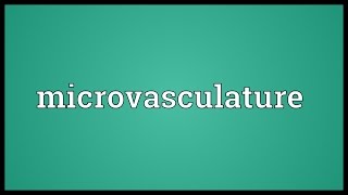 Microvasculature Meaning [upl. by Feirahs]