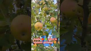 Apple 🍏🍎 plant in kashmir 😍🤩shortfeed shorts kashmir trip apple gulmarg viralyttrending [upl. by Nahsab]