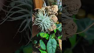 Тилландсия Tectorum Snow ❄️ tillandsia plants garden flowers urbanjungle urbanplants [upl. by Rodrick203]