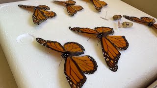 Local effort to help preserve more Monarch Butterflies [upl. by Nyrehtac]