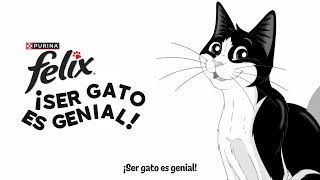 FELIX® Purina  Ser gato es genial [upl. by Einalam]