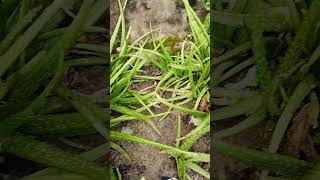 Alovera ka jangal ho gaya hai plants aloeveraplant gardening aloveraplant greenplant satish [upl. by Alletsirhc698]