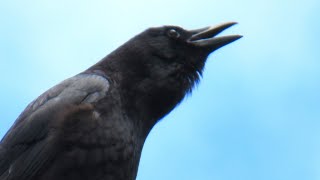 Crow Calling to Attract Other Crows for Help [upl. by Oralia]