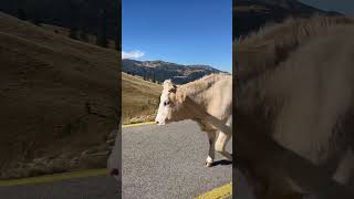 Transalpina road 2024 September transalpina travel [upl. by Dyan395]